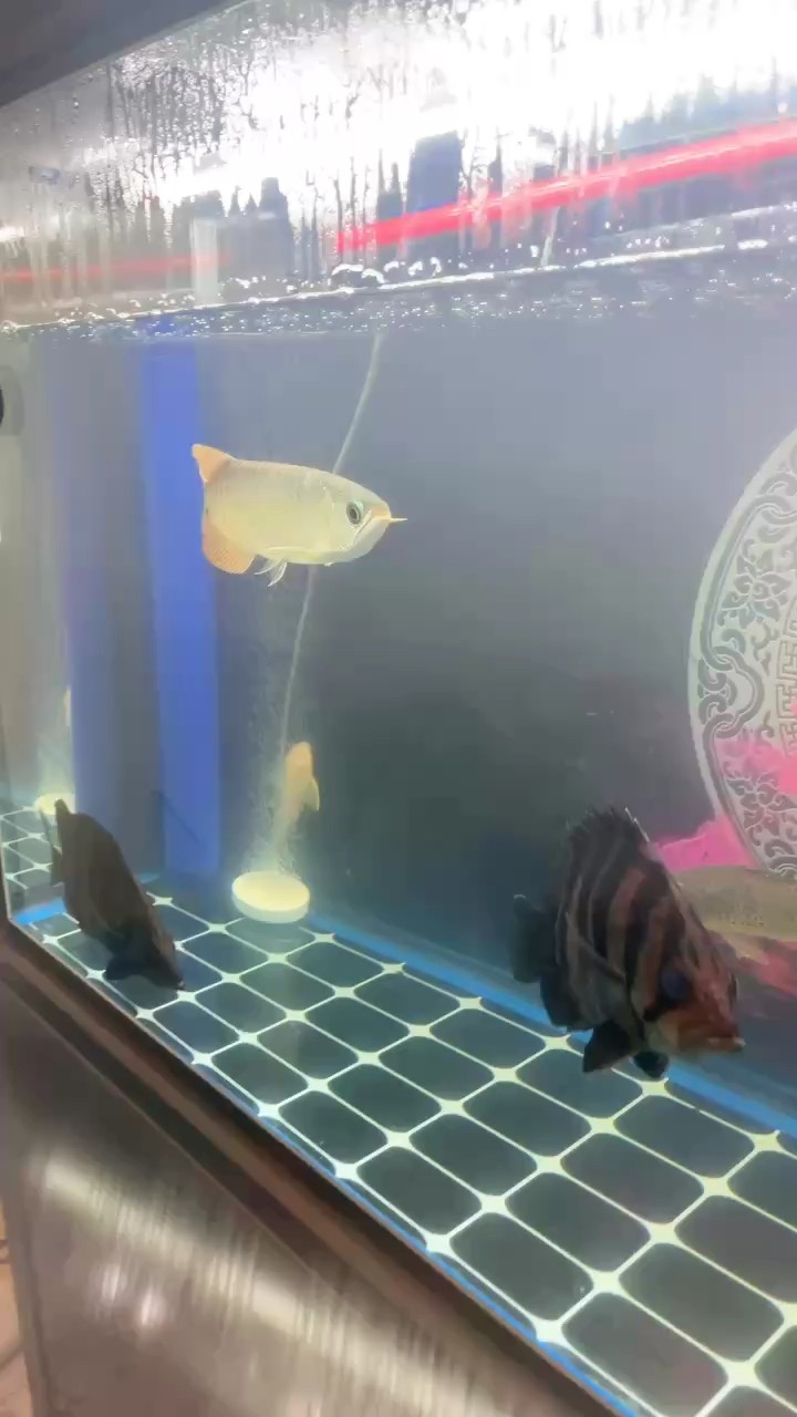新手入坑，開缸記錄