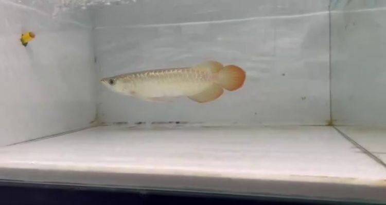 紅麒麟賽級超紅龍魚苗的最佳養殖方法