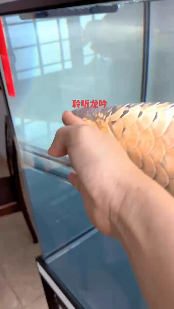 適當(dāng)?shù)膸退尫艃?nèi)應(yīng)力有利于公魚的身心健康