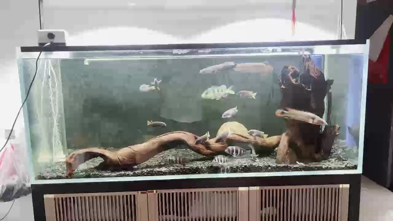 紅龍黑魔神混養(yǎng)