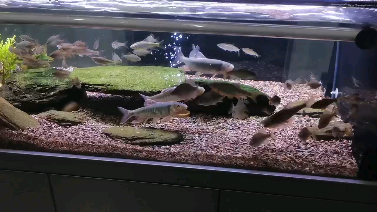 子彈頭魚缸多少升水（子彈頭魚缸加多少水）