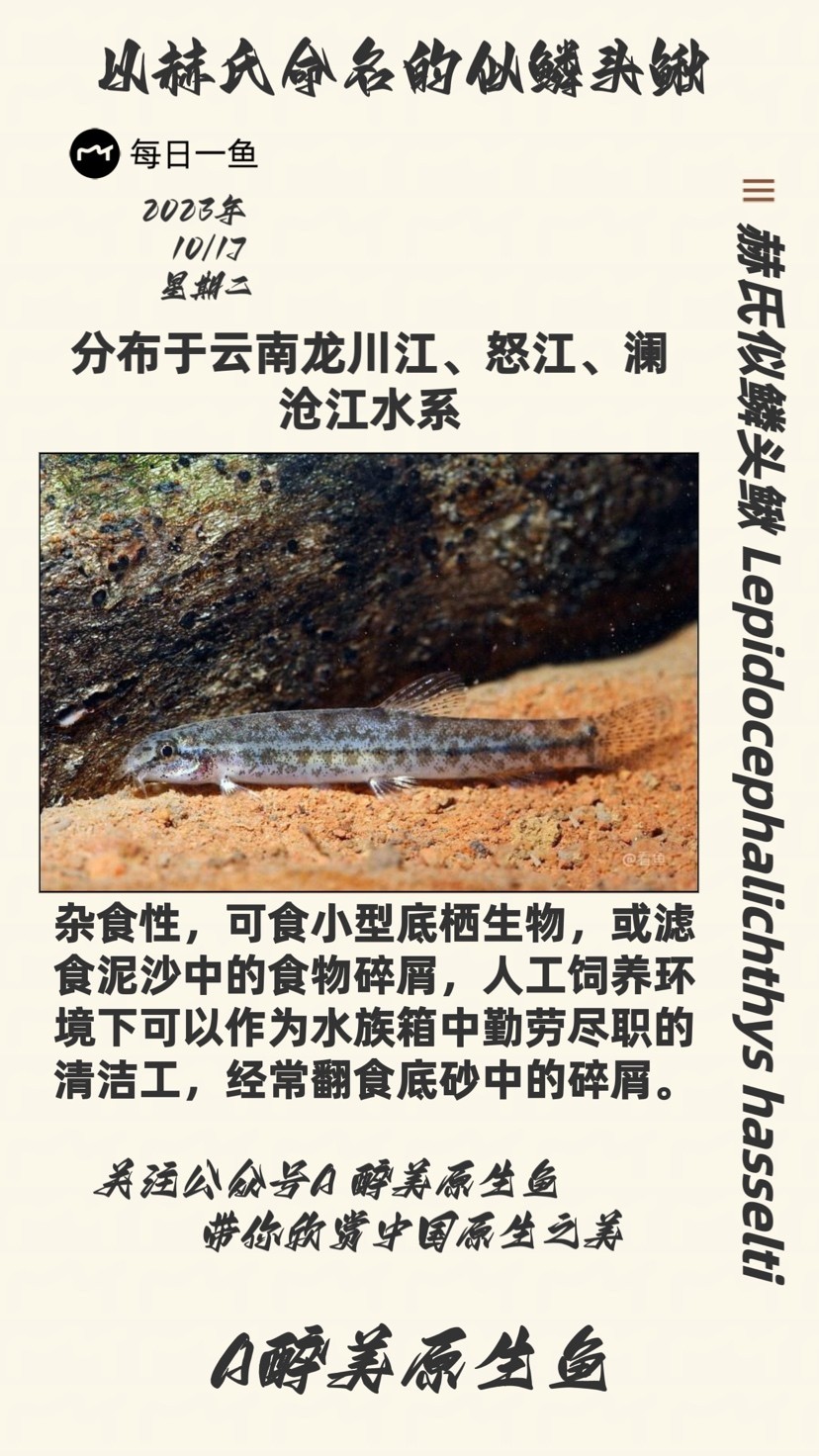 赫氏似鱗頭鰍