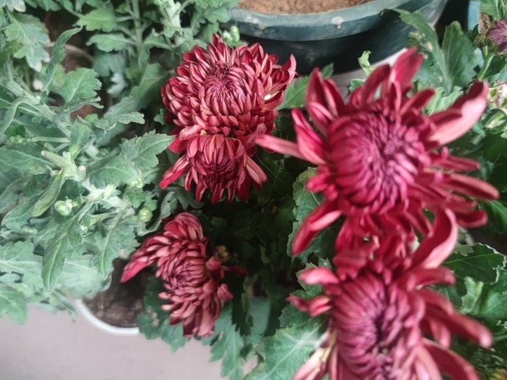 秋菊