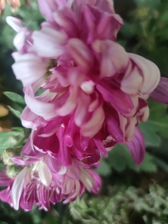 秋菊