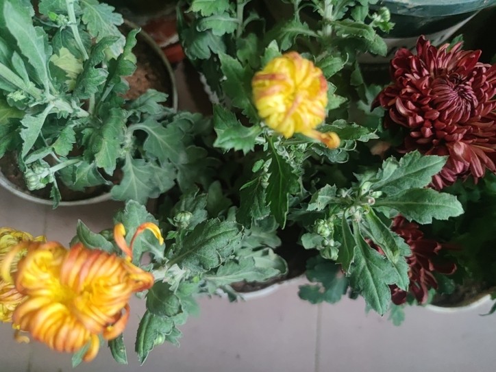 秋菊