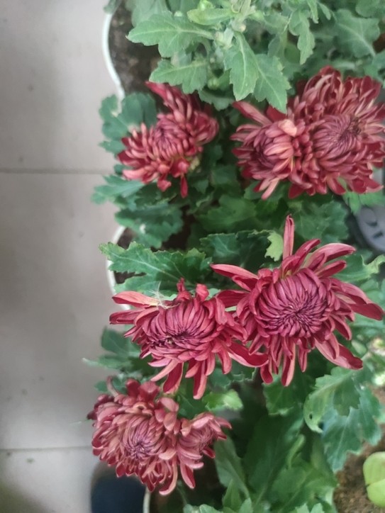 秋菊