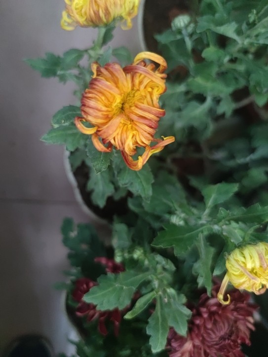 秋菊