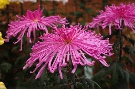 秋菊