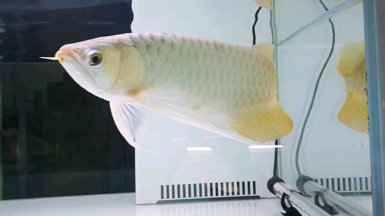 超級滑翔翼