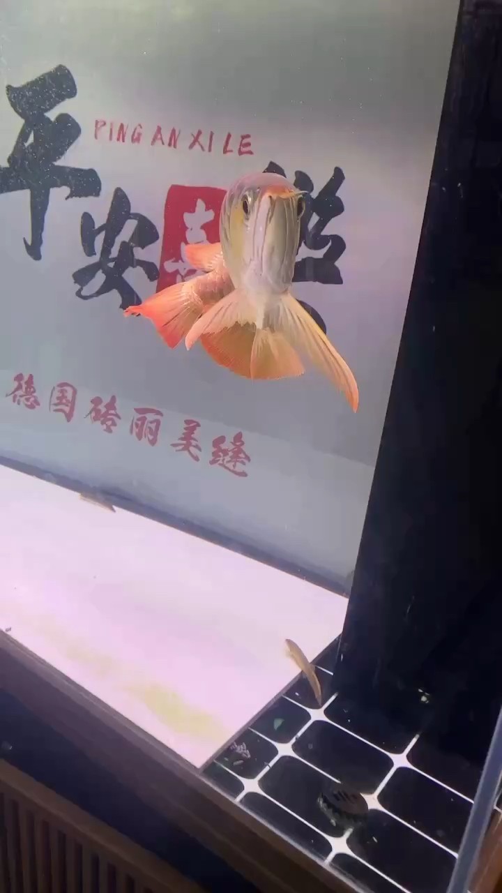 自己喜歡的龍魚(yú)