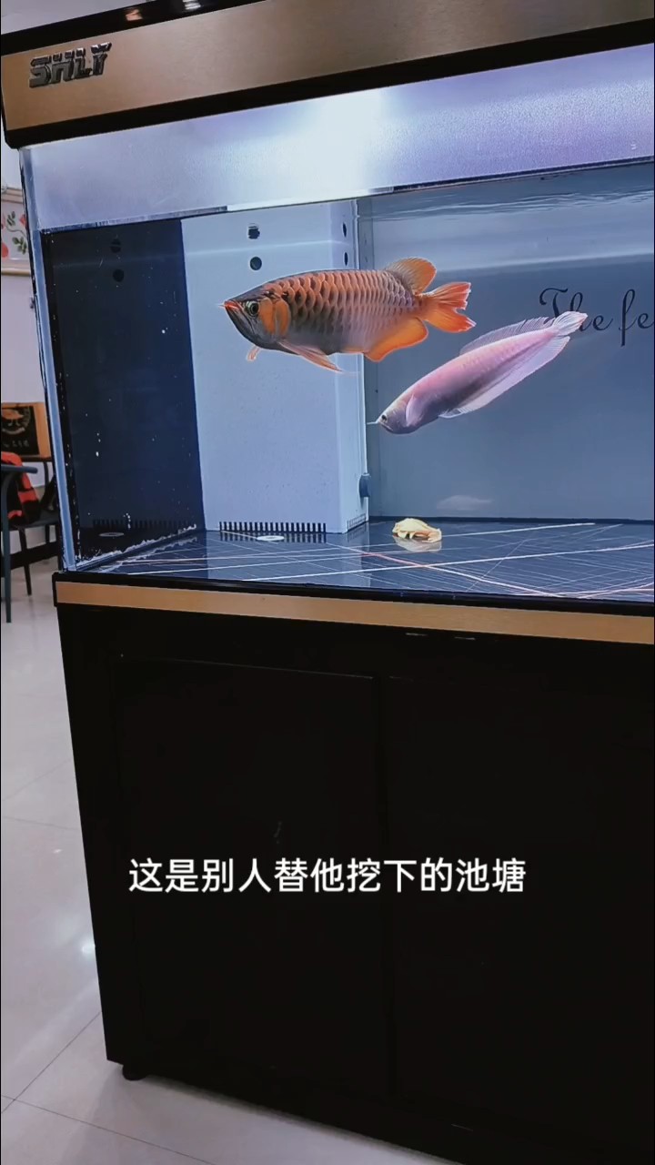 尾鰭恢復中