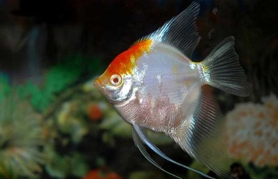 連喘口氣都不行虎魚就是被龍魚治的