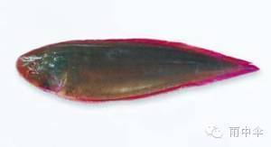 100種魚圖片