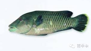 100種魚圖片