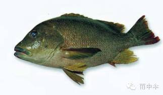 100種魚圖片