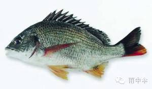 100種魚圖片