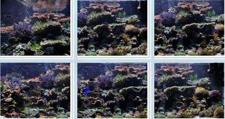 魚缸水發(fā)黃（魚缸水發(fā)黃是什么原因）