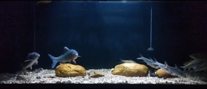 靜下來，看看魚。