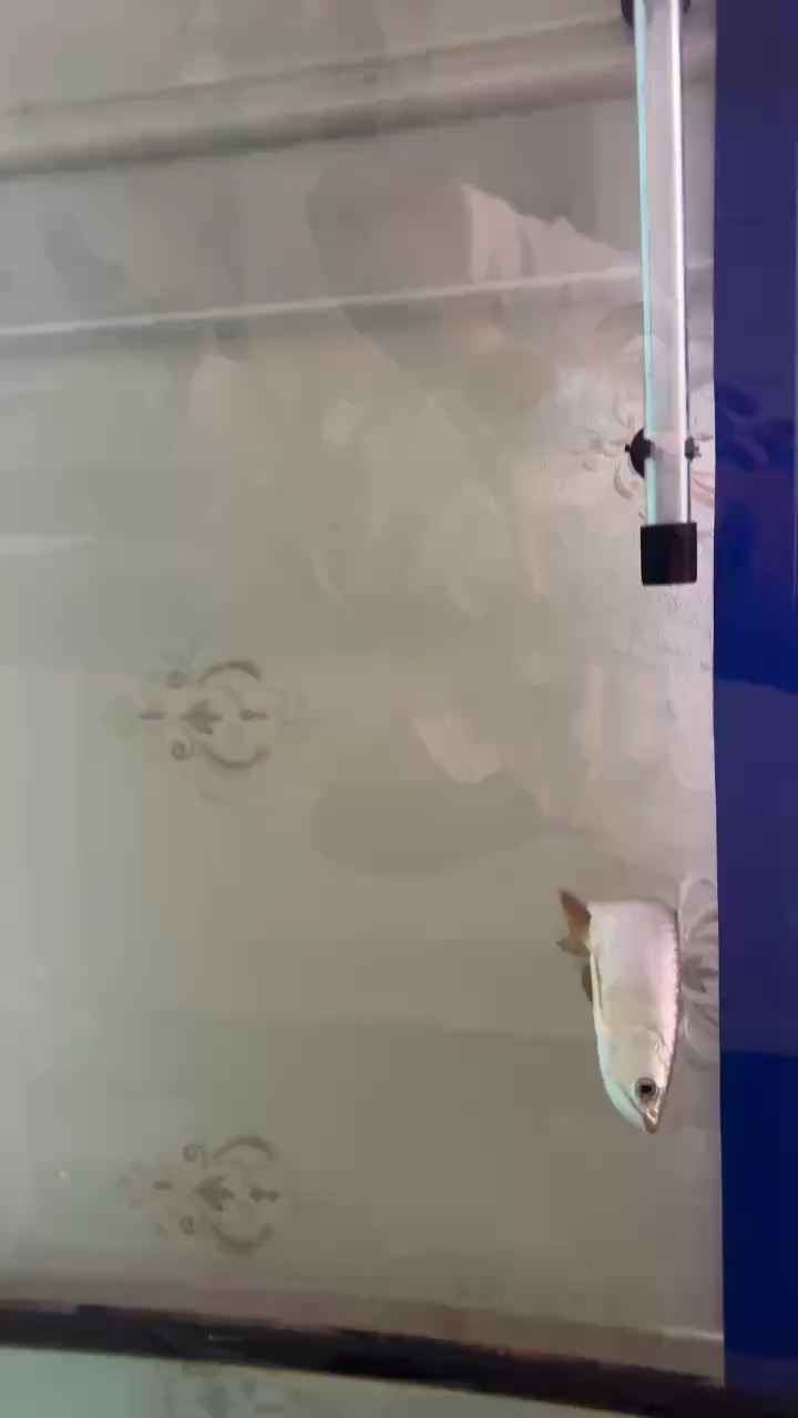 小金龍到家第一天