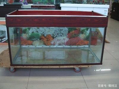 天津市東麗區(qū)杭杭水族館（天津市東麗區(qū)杭杭水族館地址）