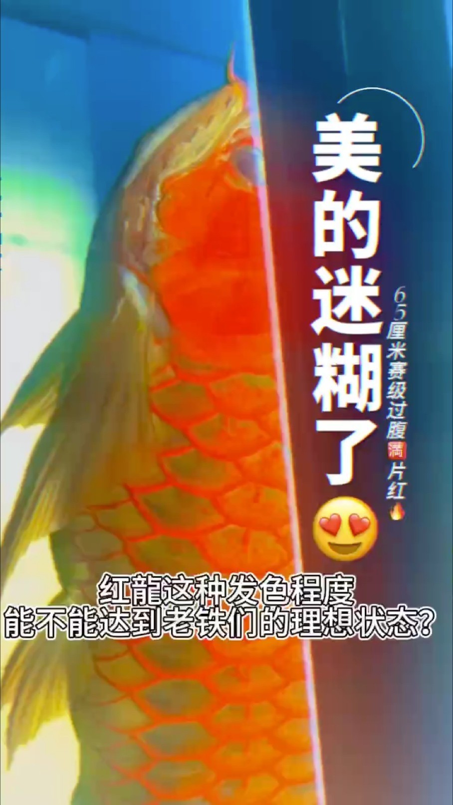 紅龍這種發色有沒有讓你心動???