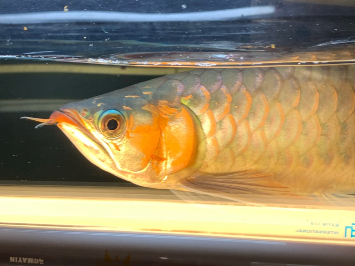 天冷了一天一個(gè)樣，這鰓蓋太快了