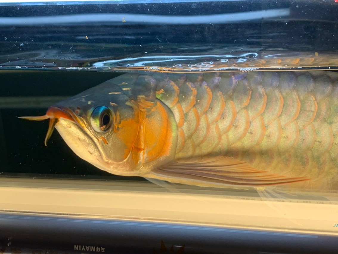 天冷了一天一個(gè)樣，這鰓蓋太快了