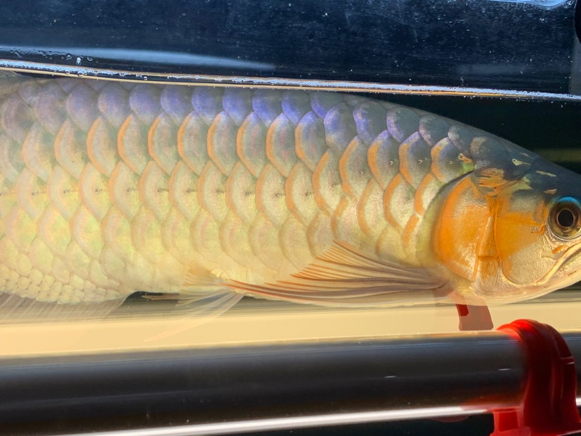天冷了一天一個(gè)樣，這鰓蓋太快了