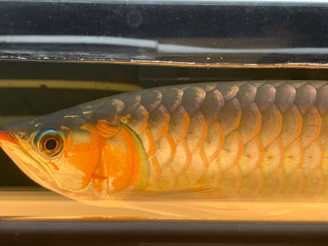 天冷了一天一個(gè)樣，這鰓蓋太快了