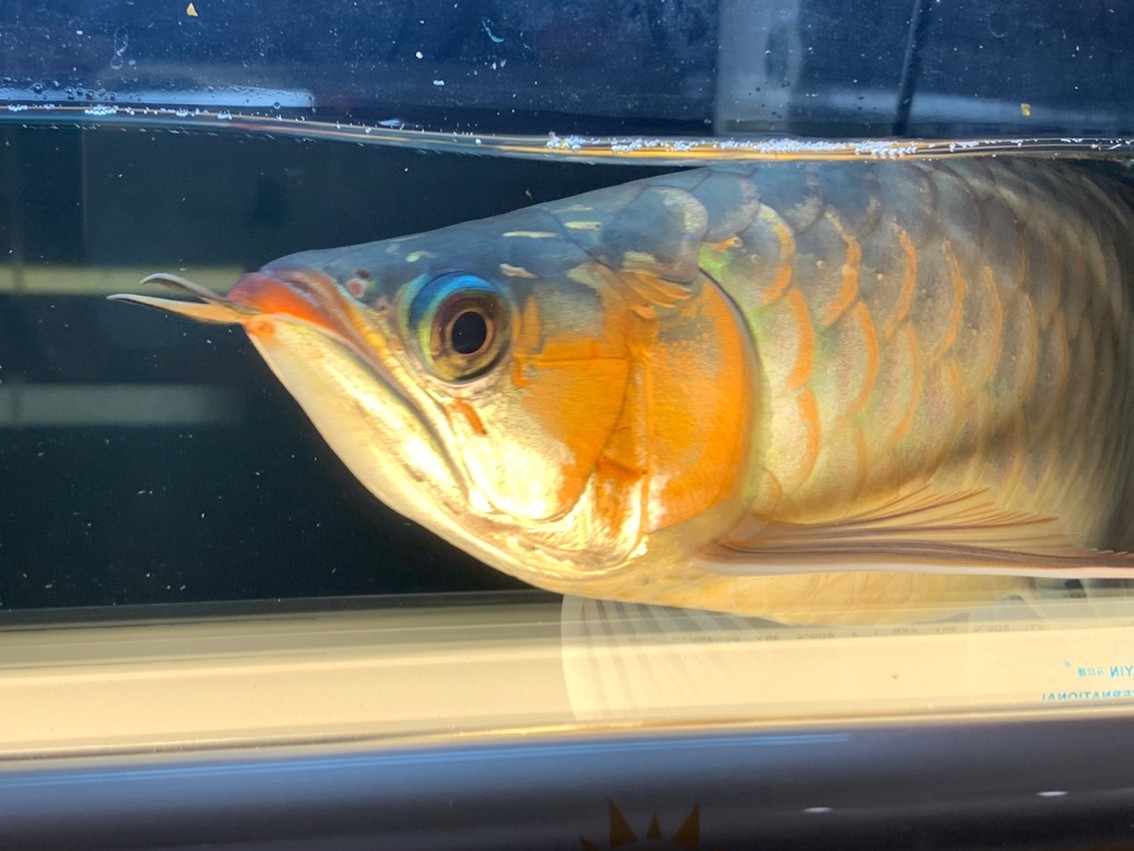 天冷了一天一個(gè)樣，這鰓蓋太快了