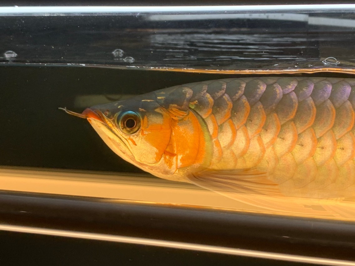 天冷了一天一個(gè)樣，這鰓蓋太快了
