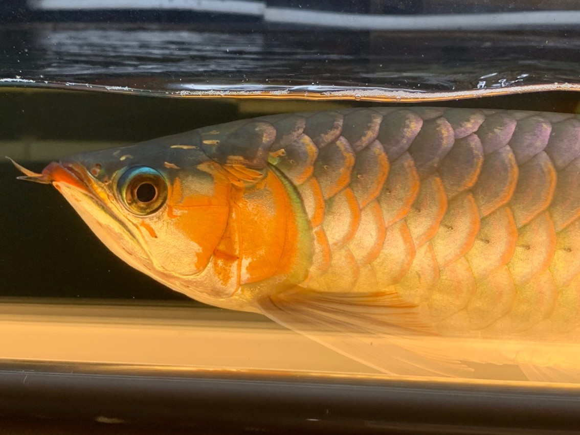 天冷了一天一個(gè)樣，這鰓蓋太快了