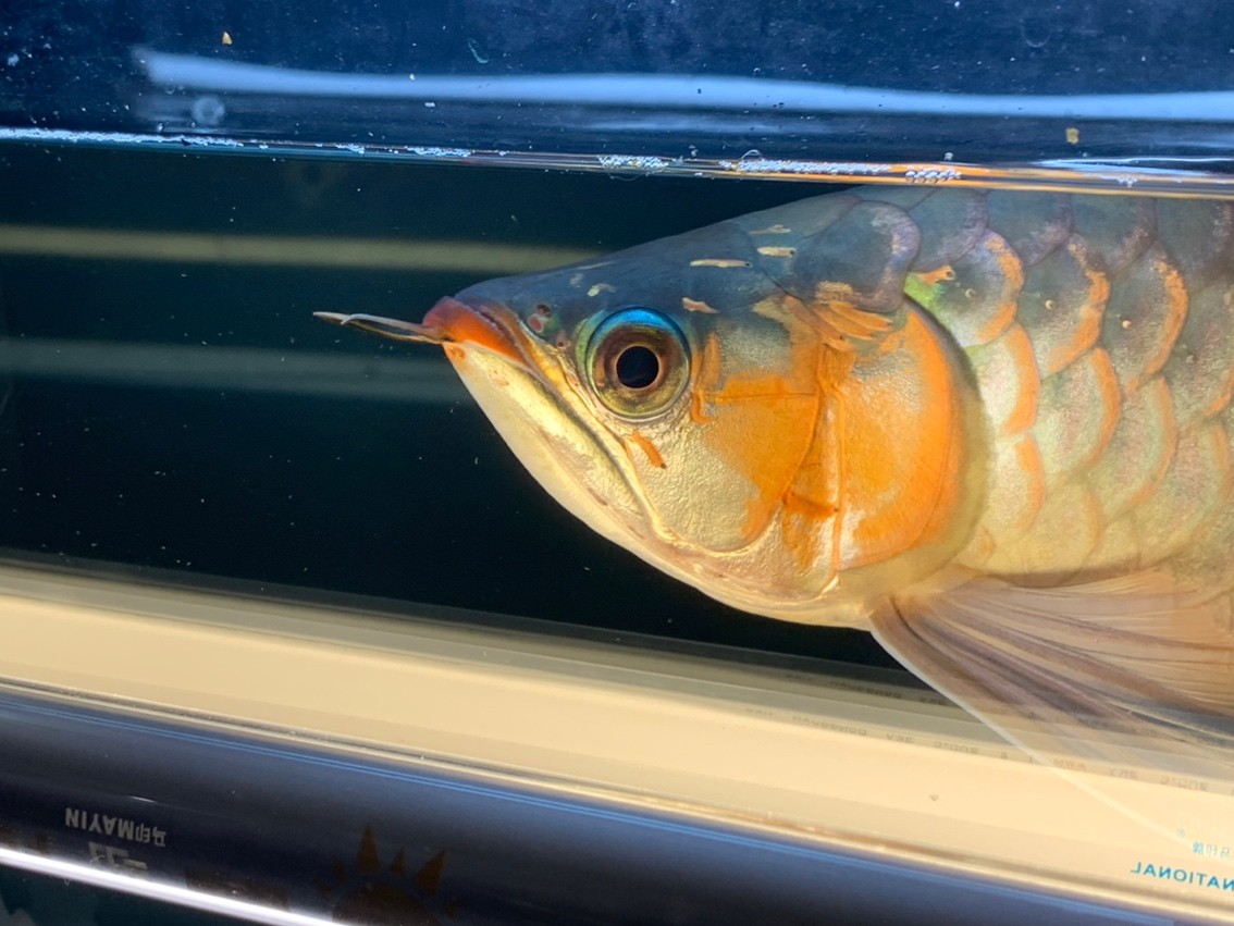 天冷了一天一個(gè)樣，這鰓蓋太快了