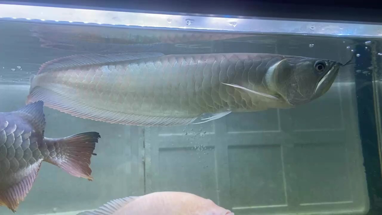 飼料 曾遇到一束光 龍魚論壇 曾遇到一束光 曾遇到一束光 龍魚論壇