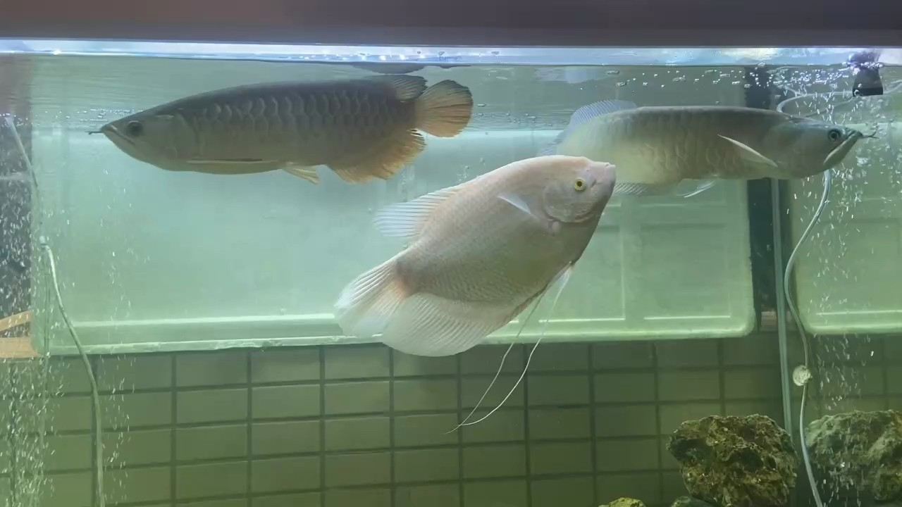 打個卡,蟲子大多都滅了 龍魚論壇 打個卡,蟲子大多都滅了 打個卡,蟲子大多都滅了 龍魚論壇
