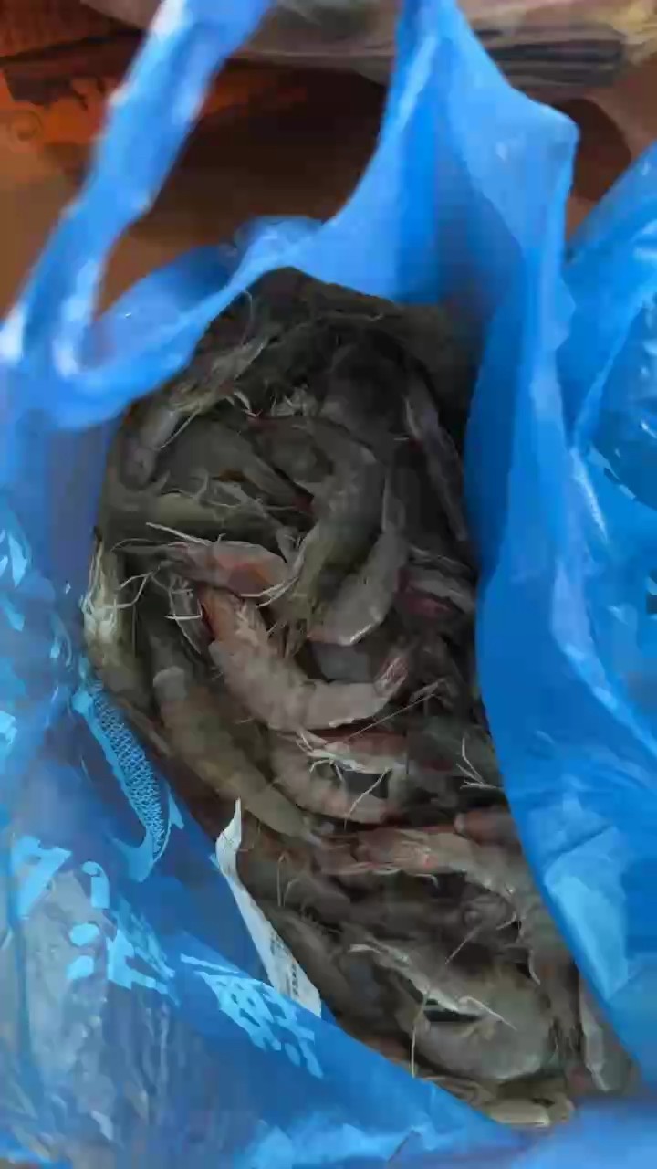 準備入冬的魚食