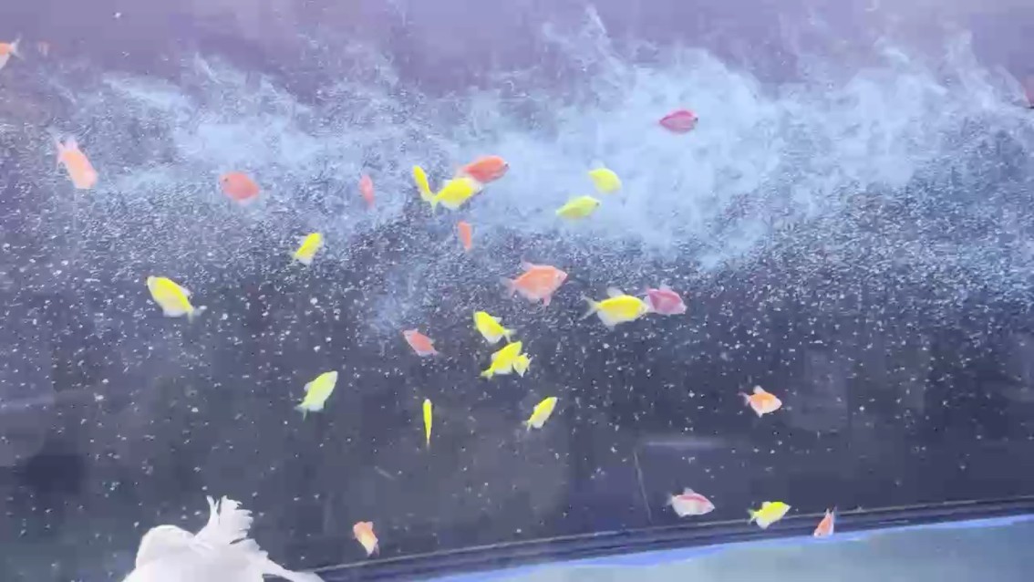 新隊員