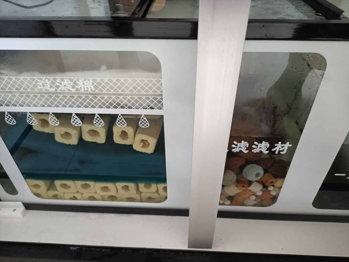 新手養金龍魚需要準備什么？（新手養金龍魚有哪些常見錯誤，）