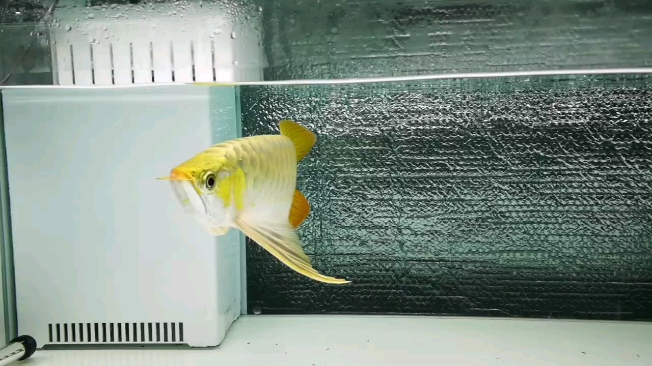 大展紅圖