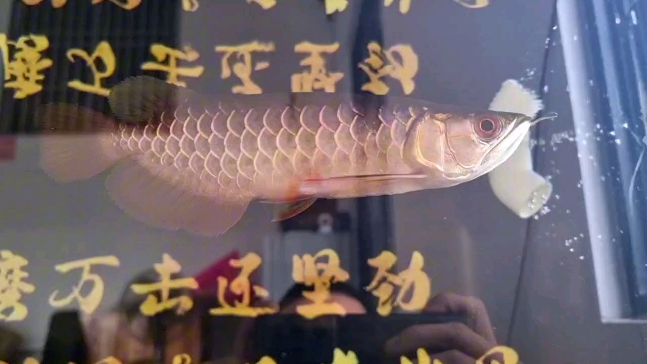 純自然光