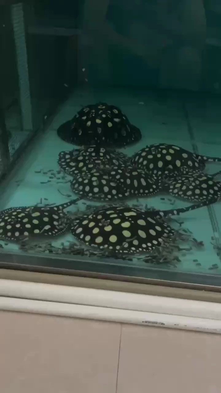 一天三餐 一天三餐 龍魚論壇