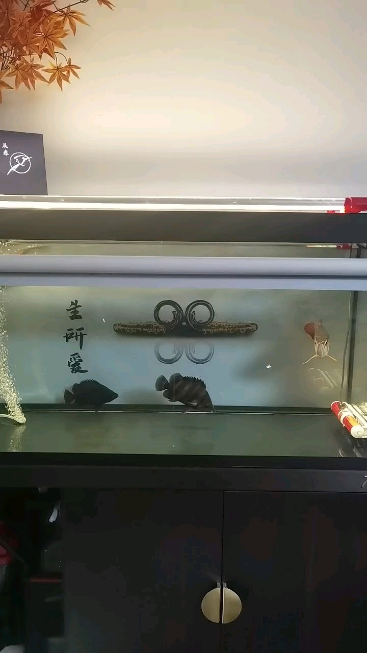 迎接新伙伴，起個(gè)名字吧