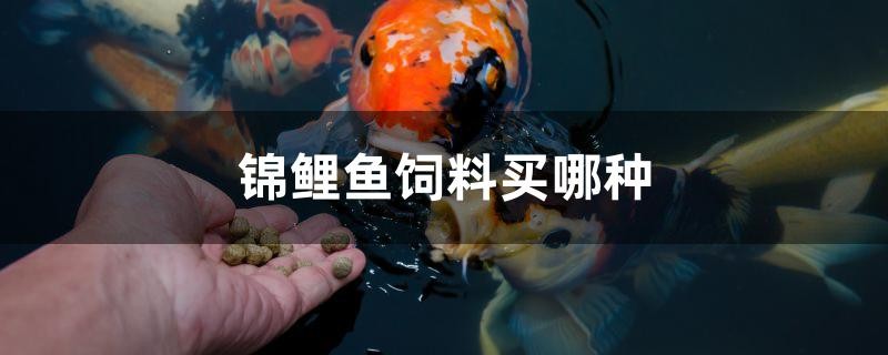 錦鯉魚飼料買哪種