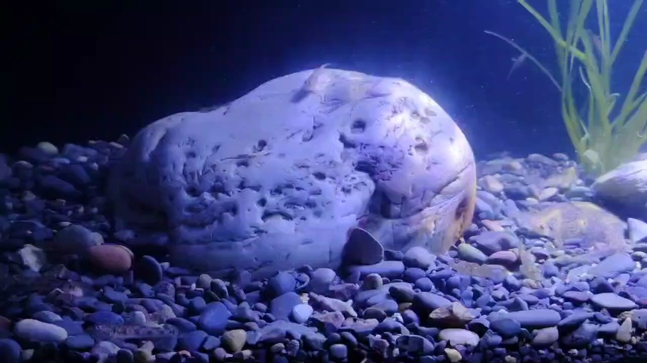 新開蝦虎缸