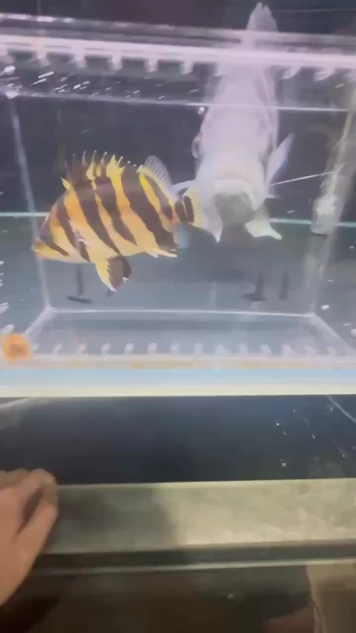怎么喂養才會黃黑分明 怎么喂養才會黃黑分明 龍魚論壇