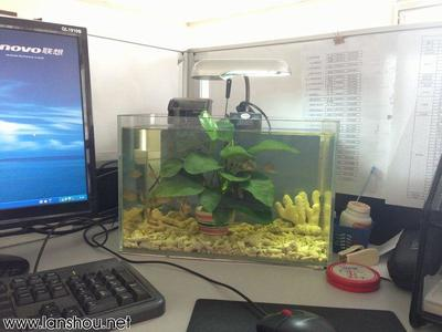 100公分魚缸價格圖片（100公分魚缸價格圖片大全） 100公分魚缸價格圖片（100公分魚缸價格圖片大全） 觀賞魚百科