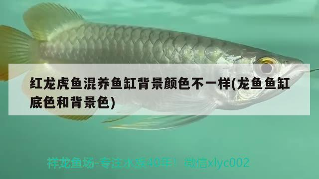 龍魚干蝦有營養嗎 紅龍虎魚混養魚缸背景顏色不一樣(龍魚魚缸底色和背景色) 虎魚百科 紅龍虎魚混養魚缸背景顏色不一樣(龍魚魚缸底色和背景色) 紅龍虎魚混養魚缸背景顏色不一樣(龍魚魚缸底色和背景色) 虎魚百科