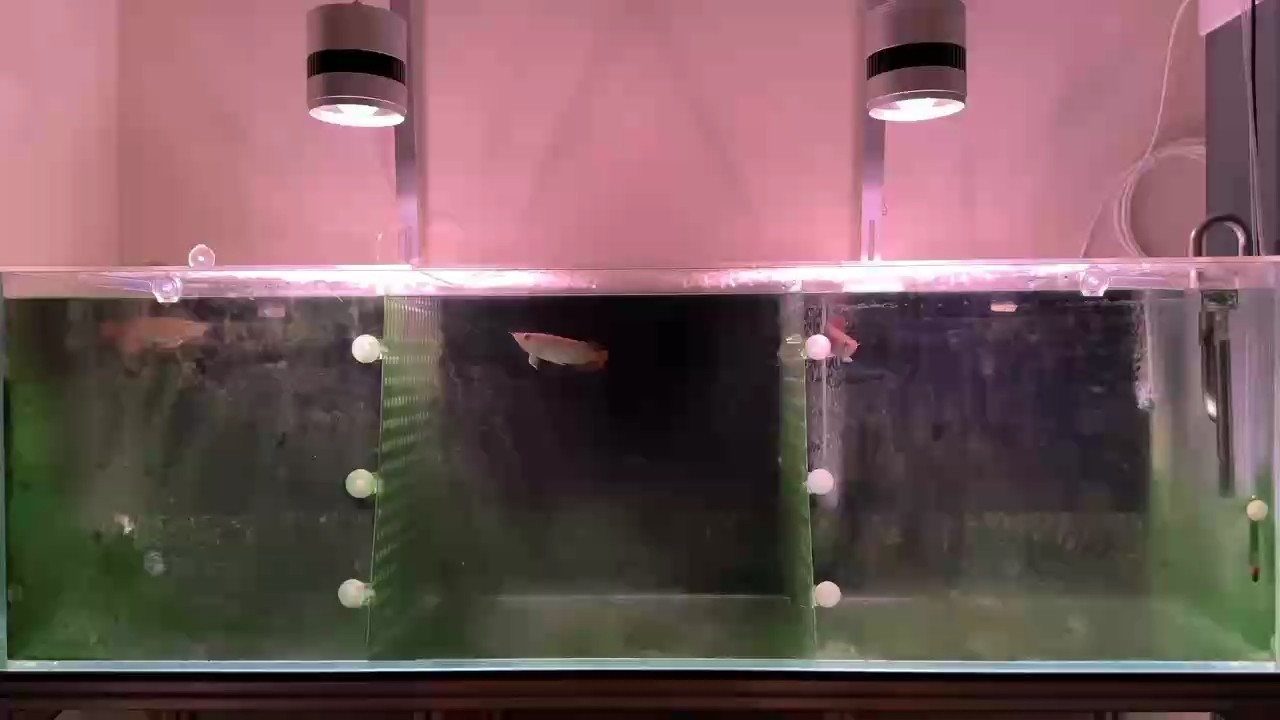 水藻多的快看不到魚了
