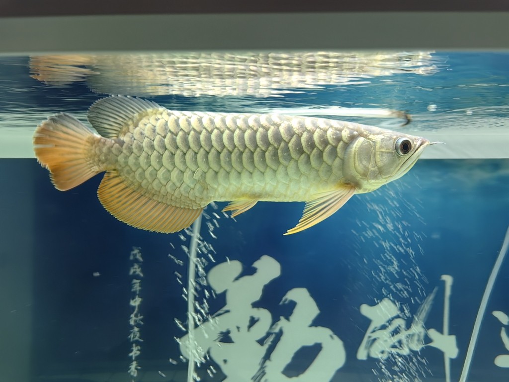 龍巔圈選金龍7平安，體胖心寬，一點不怕人