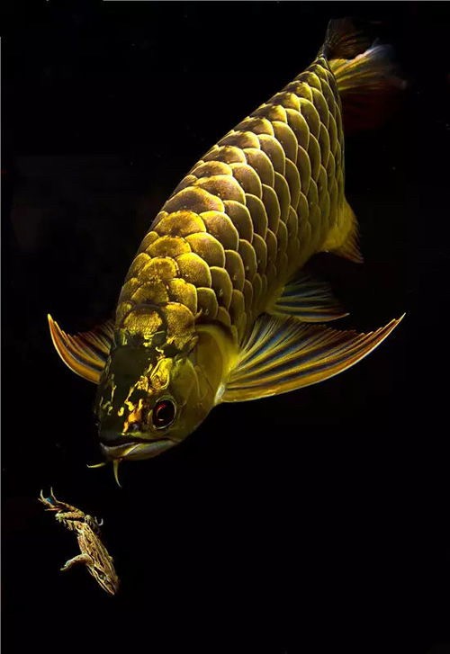 新的一天，新的摸魚